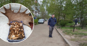 Грибы со смертельной находкой обнаружили в Ярославской области