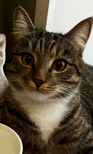 Наталья Сапатова