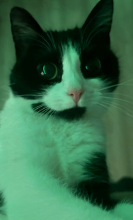 Юрий и Шишка