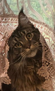 Анна Новикова