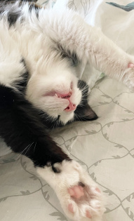 Алёна Невская и кот Феликс