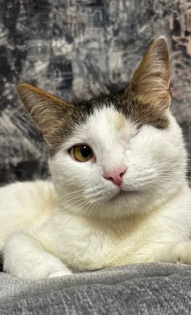 Канева Анастасия