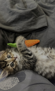 Юлия (котенок Лёва)