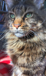 Анастасия Дашенко