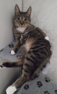 Кошечка Чуня