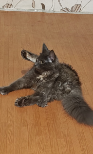 Алина, кошка Серафима