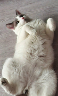 Алексей Платонов