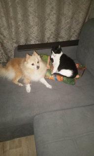 Сергей. 2 котика.