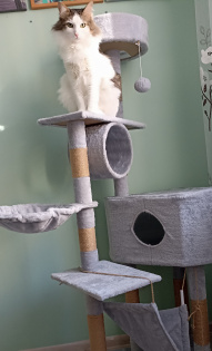 Тамара. Коты бывают всех пород, а я особый кот.