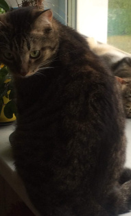 Татьяна мои Вася и Кася