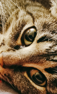 Андреева Анна