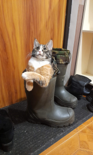 Кошка в сапожке =)