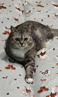 Котик Тимофей