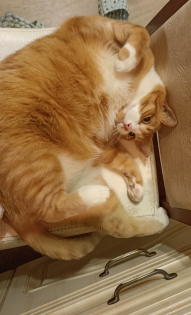 Елена и Рыжик