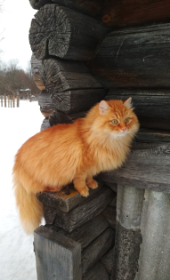 Мария Антонова