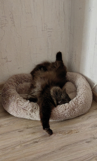 Анастасия и киса Сара