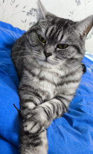 Алёна. Кошка Буська