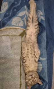 Юлия Сергеевна