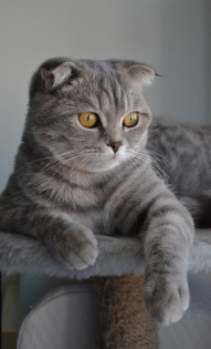 Кошечка Лика и хозяйка Наталья