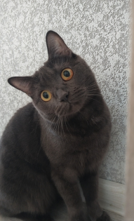 Сергей Котельников