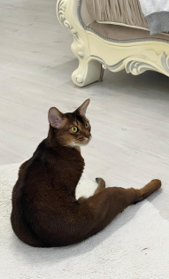 Семен абессинец