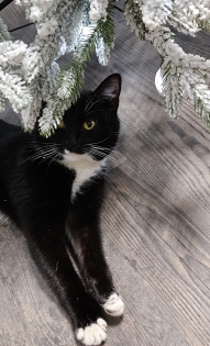 Ирина Данилова