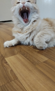 Сосисочный павлинохвост