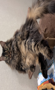 Тошик-воображала