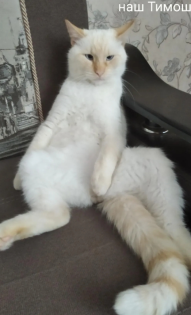 Светлана кот Тимоша