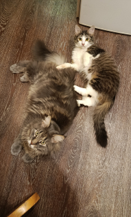 "Банда серых" - Семён и Василий