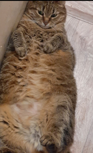 Любимчик Бася