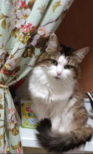 Красотка Муся