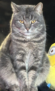 Елена Столетова