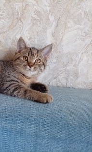 Светлана Жировская