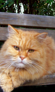 валентин карпухин