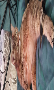 Екатерина и кот Барсик