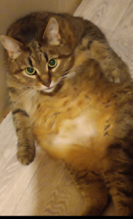 Любимчик Бася