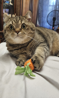 Мой пушистый сын Филя