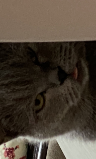 Британка Дейзи показывает язык