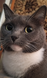 Нежнейшая Алиса