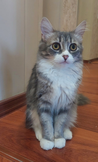 Стеша Степанова