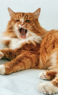 Рыжий кот по кличке Кот