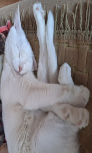 Елагина Наталья Валентиновна