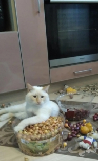 Светлана котик Тимошка