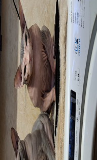 Мои любимые Лища и Пупс