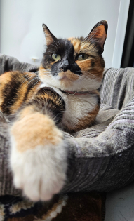 Егор (кошка Муся)