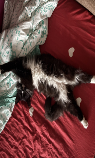 Наша любимица Буся