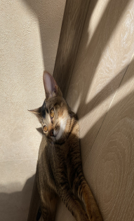 Арина Синицкая