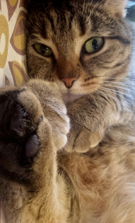 Анна, Алиса