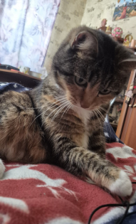 Масяня или зо-зо